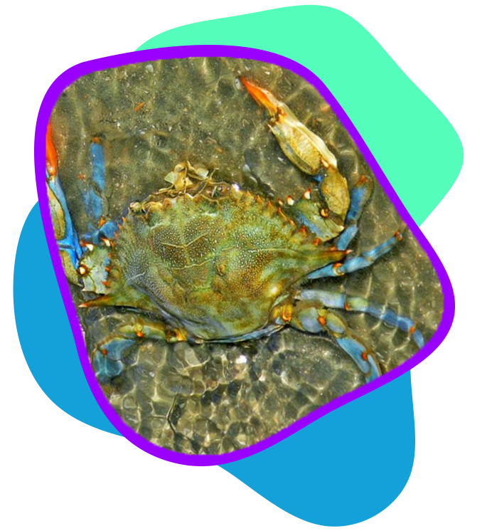 Hilton Head Crabbing Adventure
