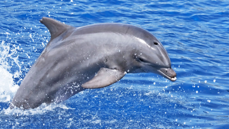 Hilton Head Dolphin Tours 3