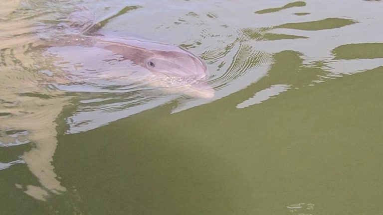 dolphin eco tour hilton head