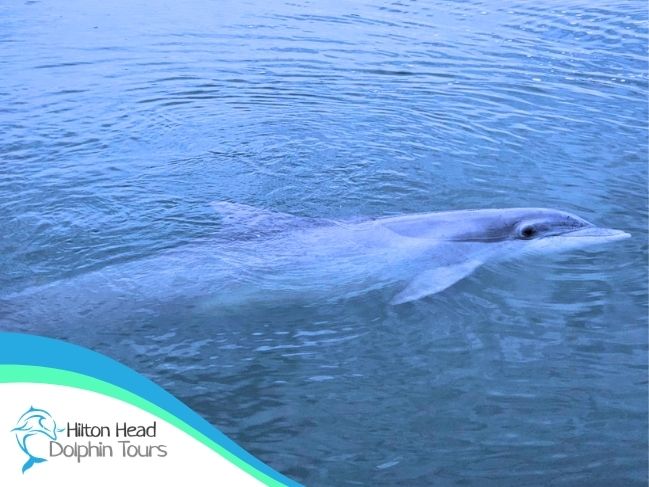 Atlantic bottlenose dolphin spotted on the best dolphin tour in Hilton Head with Captain Brody