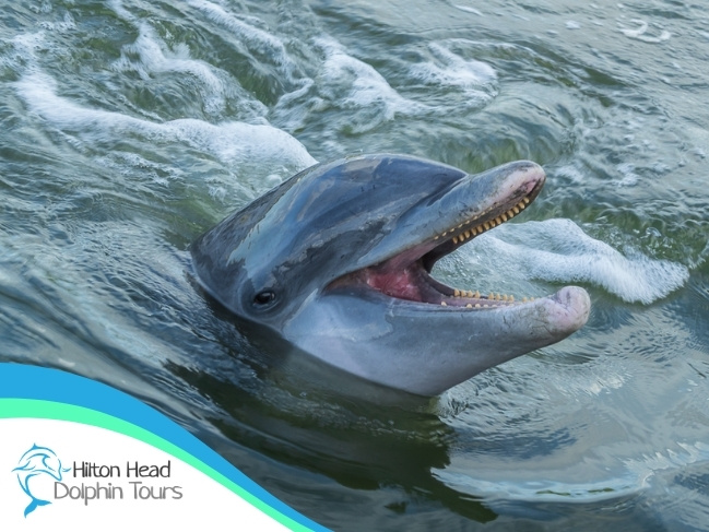 Atlantic bottlenose dolphin surfacing near a Hilton Head Dolphin Tours boat