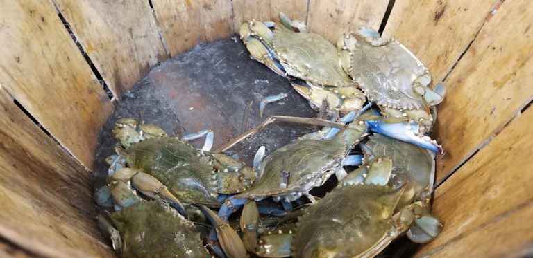 Blue Crab