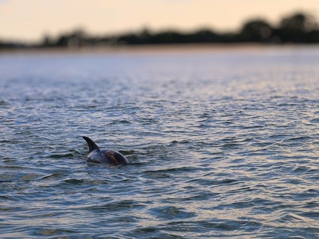 dolphin surfacing at sunset on a Hilton Head dolphin cruise