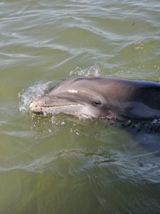 Atlantic bottlenose dolphin peeking its head out of the water near a Hilton Head Dolphin Tours boat