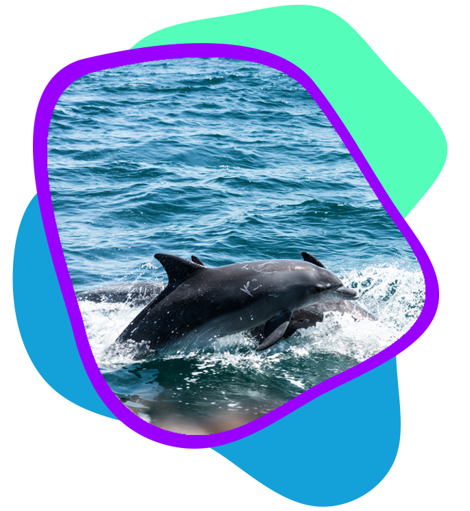 Hilton Head Dolphin Tours