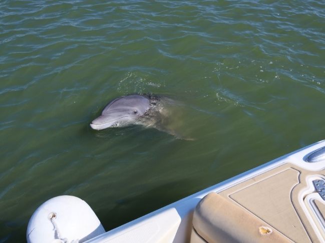 Dolphin peaking out of water during one of the best times to see dolphins in Hilton head next to Captain Brody's boat